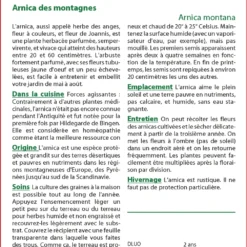 Kit De Culture - Arnica Des Montagnes - 40 Graines - Arnica Montana -Promos Jardesia Magasin 640641a90508a4.25880173