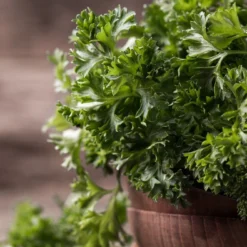 Kit De Culture - Bio - Persil Frisé - 800 Graines - Petroselinum Crispum -Promos Jardesia Magasin 640641ae84ab86.75027248