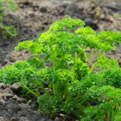 Kit De Culture - Bio - Persil Frisé - 800 Graines - Petroselinum Crispum -Promos Jardesia Magasin 640641ae8b56d4.04818113