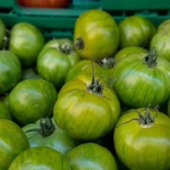 Kit De Culture - Bio - Tomate - Verte Zébrée - 10 Graines - Solanum Lycopersicum 11 Kit De Culture - Bio - Tomate - Verte Zébrée - 10 Graines - Solanum Lycopersicum -Promos Jardesia Magasin 640641b031d8c0.57339718