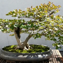 Kit De Culture - Myrte Commun - 30 Graines - Myrtus Communis -Promos Jardesia Magasin 640641b37af733.30049485