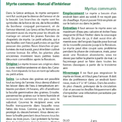 Kit De Culture - Myrte Commun - 30 Graines - Myrtus Communis -Promos Jardesia Magasin 640641b38ab843.99066445
