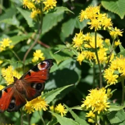 Kit De Culture - Solidage Verge D'or - 100 Graines - Solidago Virgaurea -Promos Jardesia Magasin 640641b4c90c32.39776300