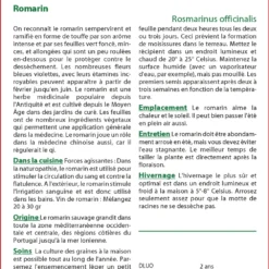 Kit De Culture - Romarin - 100 Graines - Rosmarinus Officinalis -Promos Jardesia Magasin 640641bc5a3695.92918308