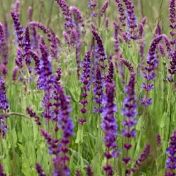 Kit De Culture - Bio - Sauge - 60 Graines - Salvia Officinalis 12 Kit De Culture - Bio - Sauge - 60 Graines - Salvia Officinalis -Promos Jardesia Magasin 640641bf438086.74821203