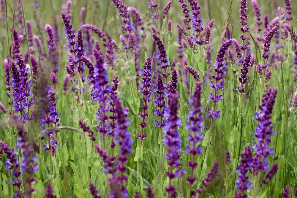 Kit De Culture - Bio - Sauge - 60 Graines - Salvia Officinalis 6 Kit De Culture - Bio - Sauge - 60 Graines - Salvia Officinalis – Image 6