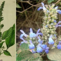 Kit De Culture - Chia - 500 Graines - Salvia Hispanica 7 Kit De Culture - Chia - 500 Graines - Salvia Hispanica -Promos Jardesia Magasin 640641c579de98.62891474