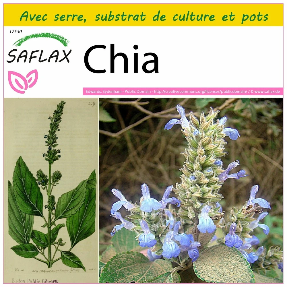 Kit De Culture - Chia - 500 Graines - Salvia Hispanica 1 Kit De Culture - Chia - 500 Graines - Salvia Hispanica