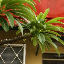 Kit De Culture - Palmier De Madagascar - 10 Graines - Pachypodium Lamerei 11 Kit De Culture - Palmier De Madagascar - 10 Graines - Pachypodium Lamerei -Promos Jardesia Magasin 640641c6f361f3.13222888