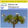 Kit De Culture - Palmier De Madagascar - 10 Graines - Pachypodium Lamerei