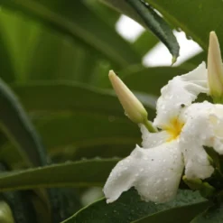 Kit De Culture - Palmier De Madagascar - 10 Graines - Pachypodium Lamerei 10 Kit De Culture - Palmier De Madagascar - 10 Graines - Pachypodium Lamerei -Promos Jardesia Magasin 640641c70eb6a5.87388885