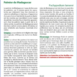 Kit De Culture - Palmier De Madagascar - 10 Graines - Pachypodium Lamerei 9 Kit De Culture - Palmier De Madagascar - 10 Graines - Pachypodium Lamerei -Promos Jardesia Magasin 640641c714a995.97409461