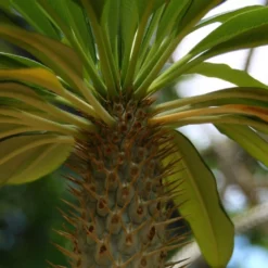 Kit De Culture - Palmier De Madagascar - 10 Graines - Pachypodium Lamerei 13 Kit De Culture - Palmier De Madagascar - 10 Graines - Pachypodium Lamerei -Promos Jardesia Magasin 640641c7226726.92813528