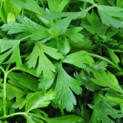 Kit De Culture - Bio - Cerfeuil Commun - 800 Graines - Anthriscus Cerefolium 11 Kit De Culture - Bio - Cerfeuil Commun - 800 Graines - Anthriscus Cerefolium -Promos Jardesia Magasin 640641c887fe75.85740285