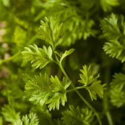 Kit De Culture - Bio - Cerfeuil Commun - 800 Graines - Anthriscus Cerefolium 13 Kit De Culture - Bio - Cerfeuil Commun - 800 Graines - Anthriscus Cerefolium -Promos Jardesia Magasin 640641c88ea3f5.72719979