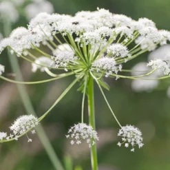 Kit De Culture - Bio - Cerfeuil Commun - 800 Graines - Anthriscus Cerefolium 12 Kit De Culture - Bio - Cerfeuil Commun - 800 Graines - Anthriscus Cerefolium -Promos Jardesia Magasin 640641c895df59.50590057