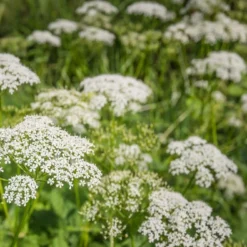 Kit De Culture - Bio - Cerfeuil Commun - 800 Graines - Anthriscus Cerefolium 10 Kit De Culture - Bio - Cerfeuil Commun - 800 Graines - Anthriscus Cerefolium -Promos Jardesia Magasin 640641c8a30cc8.62953997