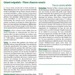 Kit De Culture - Géant Népalais - Fleur Chauve-souris - 10 Graines - Tacca Nevia White 6 Kit De Culture - Géant Népalais - Fleur Chauve-souris - 10 Graines - Tacca Nevia White -Promos Jardesia Magasin 640641cb3c2931.45314096