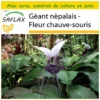 Kit De Culture - Géant Népalais - Fleur Chauve-souris - 10 Graines - Tacca Nevia White
