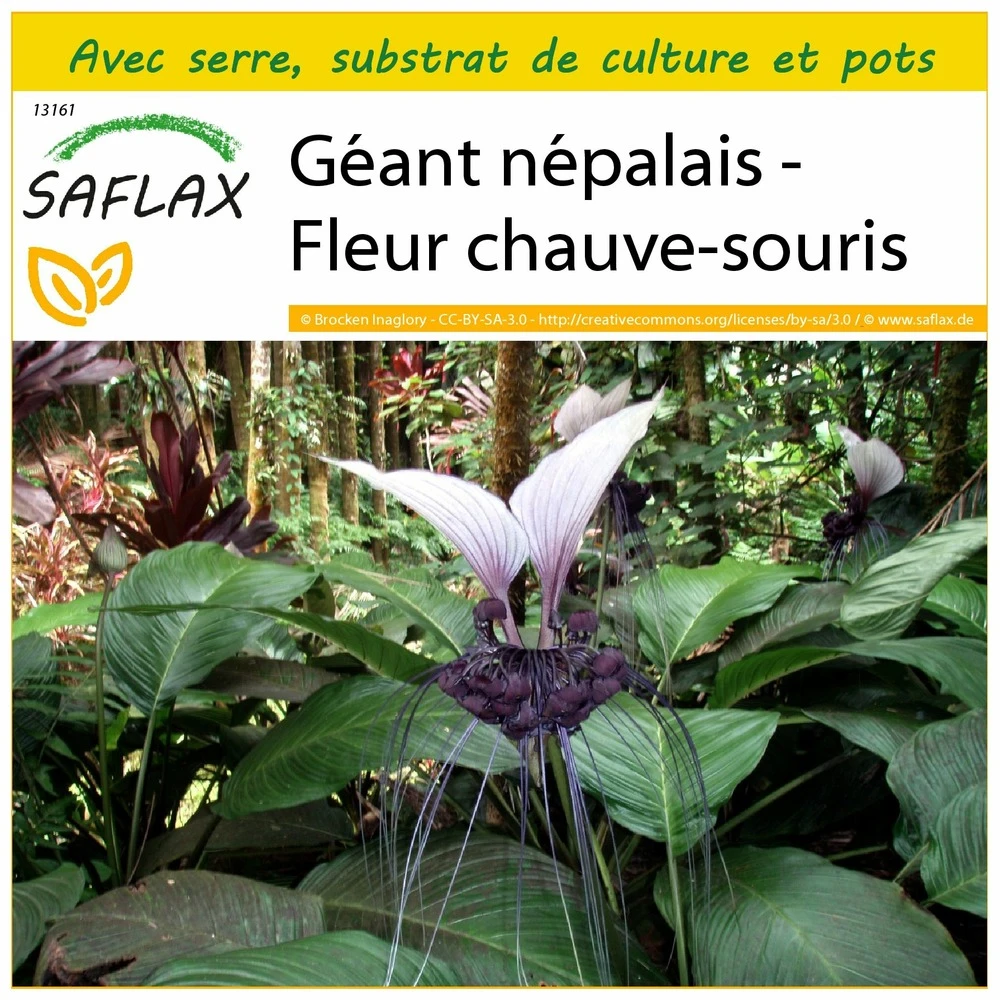 Kit De Culture - Géant Népalais - Fleur Chauve-souris - 10 Graines - Tacca Nevia White 1 Kit De Culture - Géant Népalais - Fleur Chauve-souris - 10 Graines - Tacca Nevia White