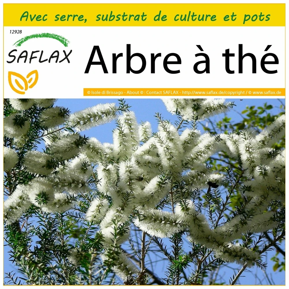 Kit De Culture - Arbre à Thé - 400 Graines - Melaleuca Alternifolia 1 Kit De Culture - Arbre à Thé - 400 Graines - Melaleuca Alternifolia