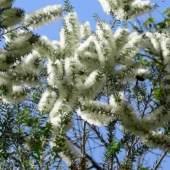 Kit De Culture - Arbre à Thé - 400 Graines - Melaleuca Alternifolia 7 Kit De Culture - Arbre à Thé - 400 Graines - Melaleuca Alternifolia -Promos Jardesia Magasin 640641cc710d42.85927452