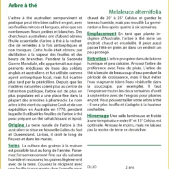 Kit De Culture - Arbre à Thé - 400 Graines - Melaleuca Alternifolia 6 Kit De Culture - Arbre à Thé - 400 Graines - Melaleuca Alternifolia -Promos Jardesia Magasin 640641cc772c91.95778072