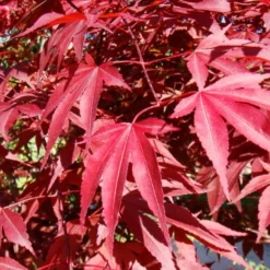 Kit De Culture - Erable Du Japon Pourpre - 20 Graines - Acer Palmatum Atropurpureum 12 Kit De Culture - Erable Du Japon Pourpre - 20 Graines - Acer Palmatum Atropurpureum -Promos Jardesia Magasin 640641d81e91c2.05775496