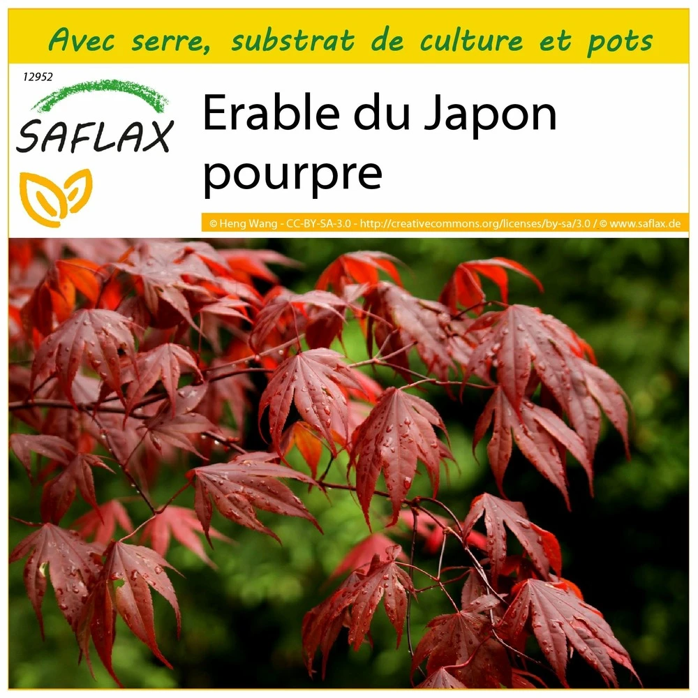 Kit De Culture - Erable Du Japon Pourpre - 20 Graines - Acer Palmatum Atropurpureum 1 Kit De Culture - Erable Du Japon Pourpre - 20 Graines - Acer Palmatum Atropurpureum