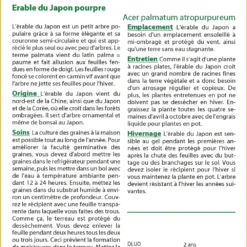 Kit De Culture - Erable Du Japon Pourpre - 20 Graines - Acer Palmatum Atropurpureum 9 Kit De Culture - Erable Du Japon Pourpre - 20 Graines - Acer Palmatum Atropurpureum -Promos Jardesia Magasin 640641d837b750.91534800