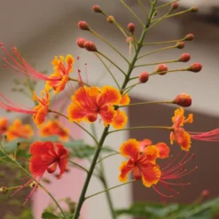 Kit De Culture - Orgueil De Chine - 10 Graines - Caesalpinia Pulcherrima 10 Kit De Culture - Orgueil De Chine - 10 Graines - Caesalpinia Pulcherrima -Promos Jardesia Magasin 640641f11c7cb2.38741859