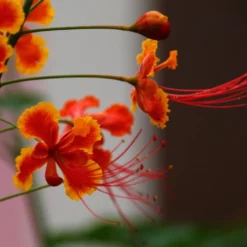 Kit De Culture - Orgueil De Chine - 10 Graines - Caesalpinia Pulcherrima 12 Kit De Culture - Orgueil De Chine - 10 Graines - Caesalpinia Pulcherrima -Promos Jardesia Magasin 640641f1222758.42542490