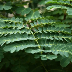 Kit De Culture - Orgueil De Chine - 10 Graines - Caesalpinia Pulcherrima 11 Kit De Culture - Orgueil De Chine - 10 Graines - Caesalpinia Pulcherrima -Promos Jardesia Magasin 640641f12730a7.73038490