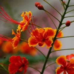 Kit De Culture - Orgueil De Chine - 10 Graines - Caesalpinia Pulcherrima 13 Kit De Culture - Orgueil De Chine - 10 Graines - Caesalpinia Pulcherrima -Promos Jardesia Magasin 640641f12c1a86.88478143