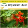 Kit De Culture - Orgueil De Chine - 10 Graines - Caesalpinia Pulcherrima