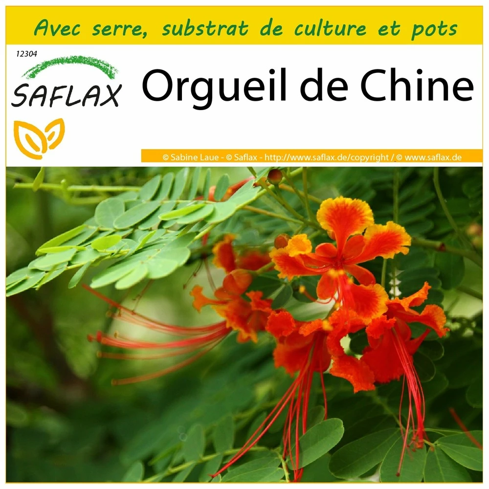 Kit De Culture - Orgueil De Chine - 10 Graines - Caesalpinia Pulcherrima 1 Kit De Culture - Orgueil De Chine - 10 Graines - Caesalpinia Pulcherrima