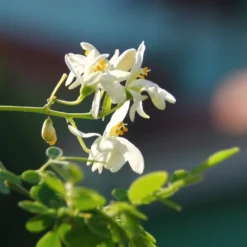 Kit De Culture - Moringa - 10 Graines - Moringa Oleifera -Promos Jardesia Magasin 640641f4547a73.61153088