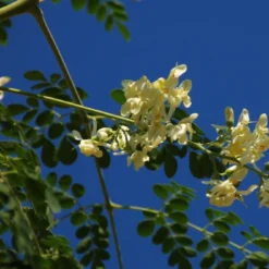 Kit De Culture - Moringa - 10 Graines - Moringa Oleifera -Promos Jardesia Magasin 640641f45e0099.40617785