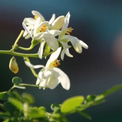 Kit De Culture - Moringa - 10 Graines - Moringa Oleifera -Promos Jardesia Magasin 640641f4686cb0.45653273