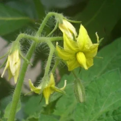 Kit De Culture - Tomate San Marzano - 10 Graines - Lycopersicon Esculentum -Promos Jardesia Magasin 640641fa29a824.71109885