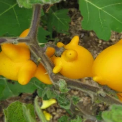 Kit De Culture - Mamelle De Vache - 10 Graines - Solanum Mammosum -Promos Jardesia Magasin 64064214ce3997.42422343