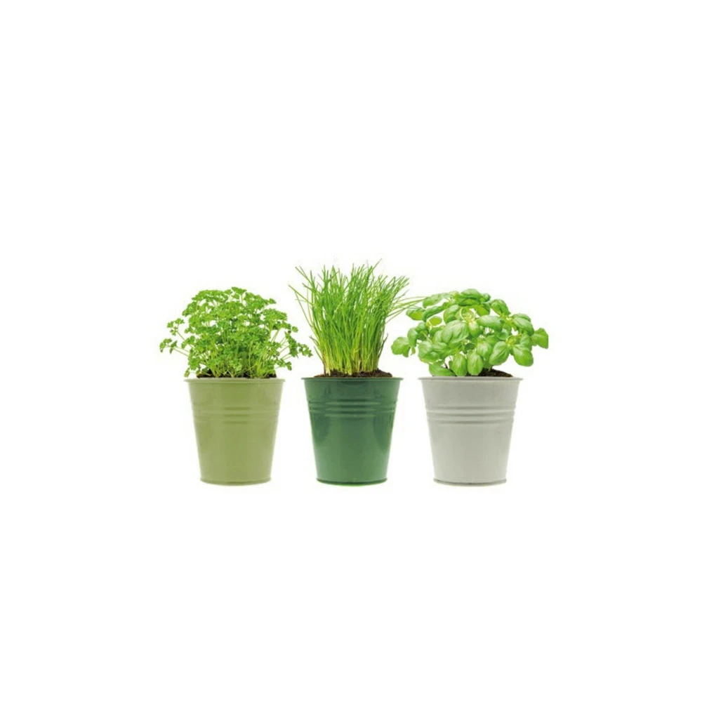3 Pots D'herbes Aromatiques 1 3 Pots D'herbes Aromatiques