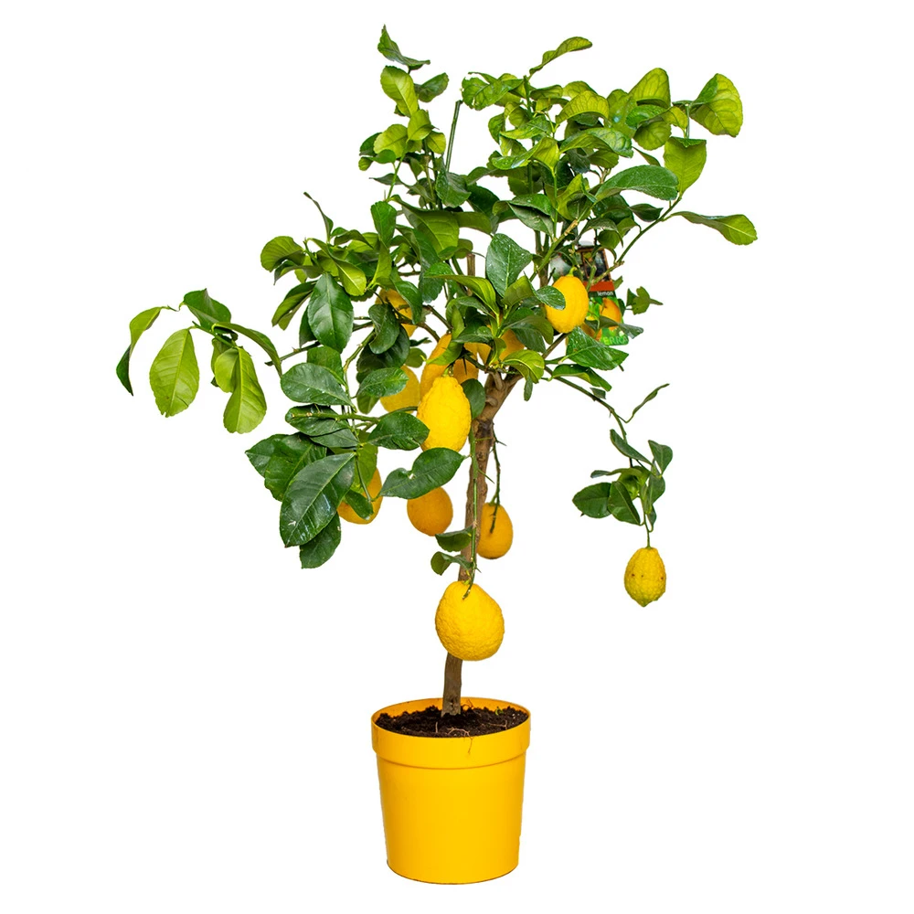 Citrus Limon - Citronnier - Arbre Fruitier - Persistant - ⌀21 Cm - ↕70-80 Cm 1 Citrus Limon - Citronnier - Arbre Fruitier - Persistant - ⌀21 Cm - ↕70-80 Cm