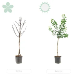 Citrus Limon - Citronnier - Arbre Fruitier - Persistant - ⌀21 Cm - ↕70-80 Cm 9 Citrus Limon - Citronnier - Arbre Fruitier - Persistant - ⌀21 Cm - ↕70-80 Cm -Promos Jardesia Magasin 640b1fd9040a66.56602172