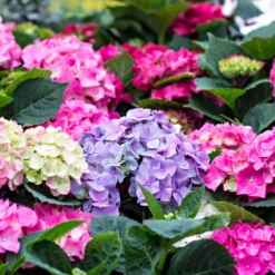 3x Hydrangea Macrophylla Mix – Hortensia – Arbuste - Rustique – ⌀14 Cm - ↕30-40 Cm 7 3x Hydrangea Macrophylla Mix – Hortensia – Arbuste - Rustique – ⌀14 Cm - ↕30-40 Cm -Promos Jardesia Magasin 640b1ffd9bd139.56396936
