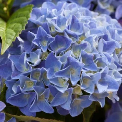 Hydrangea Macrophylla 'early Blue'– Hortensia – Arbuste - Rustique – ⌀14 Cm - ↕30-40 Cm -Promos Jardesia Magasin 640b2008107088.98115395