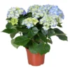 Hydrangea Macrophylla 'early Blue'– Hortensia – Arbuste - Rustique – ⌀14 Cm - ↕30-40 Cm