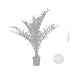 2x Phoenix Canariensis - Palmier Dattier Des Canaries - Palmier - Rustique – ⌀19 Cm - ↕80-100 Cm -Promos Jardesia Magasin 640b20121a6e42.84880021