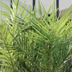 2x Phoenix Canariensis - Palmier Dattier Des Canaries - Palmier - Rustique – ⌀19 Cm - ↕80-100 Cm -Promos Jardesia Magasin 640b20122ac528.41887841