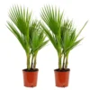 2x Washingtonia Robusta - Palmier Mexicain - Palmier Extérieur - Persistant – ⌀17 Cm - ↕60-75 Cm